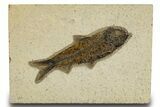 Detailed Fossil Fish (Knightia) - Wyoming #327967-1